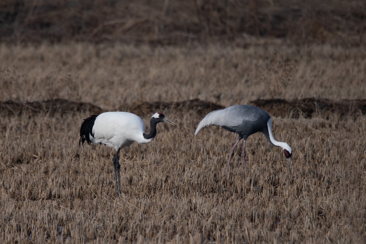 Red-crowned Crane - ML614135170