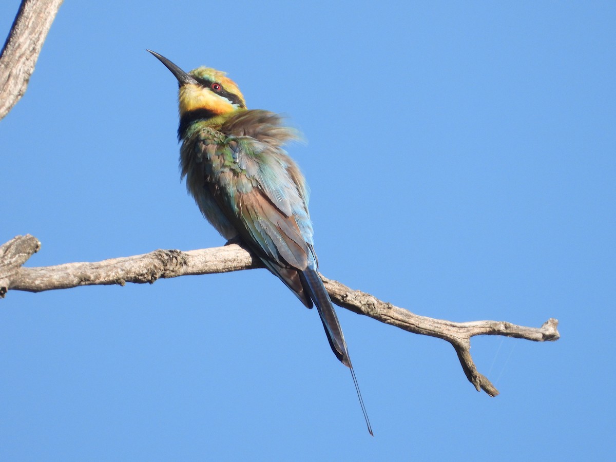Rainbow Bee-eater - Rodney Macready