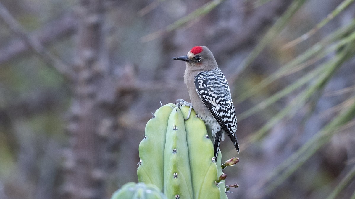 Gray-breasted Woodpecker - ML614135490