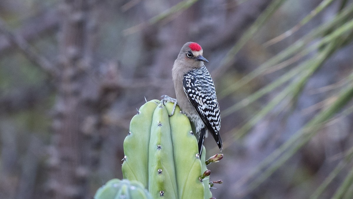 Gray-breasted Woodpecker - ML614135491