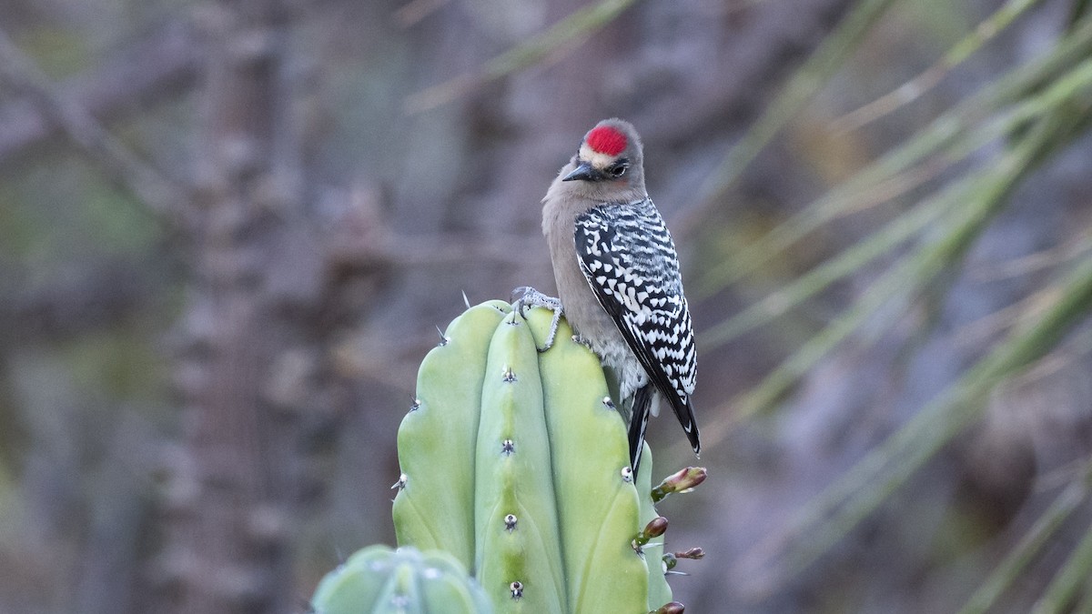 Gray-breasted Woodpecker - ML614135495