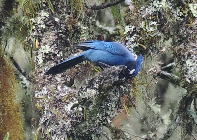 Steller's Jay (Middle American) - ML614135788