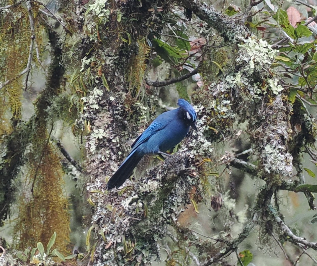 Steller's Jay (Middle American) - ML614135789