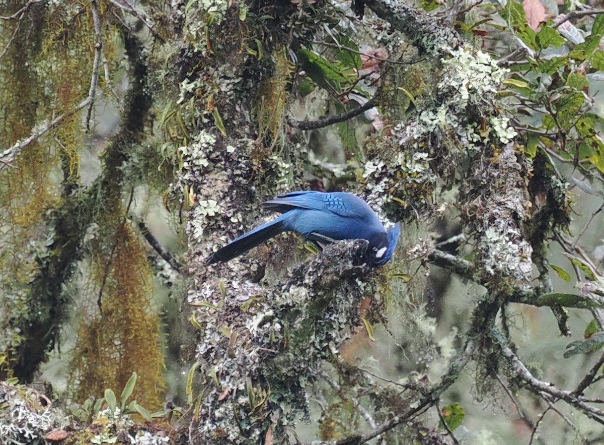 Steller's Jay (Middle American) - ML614135790