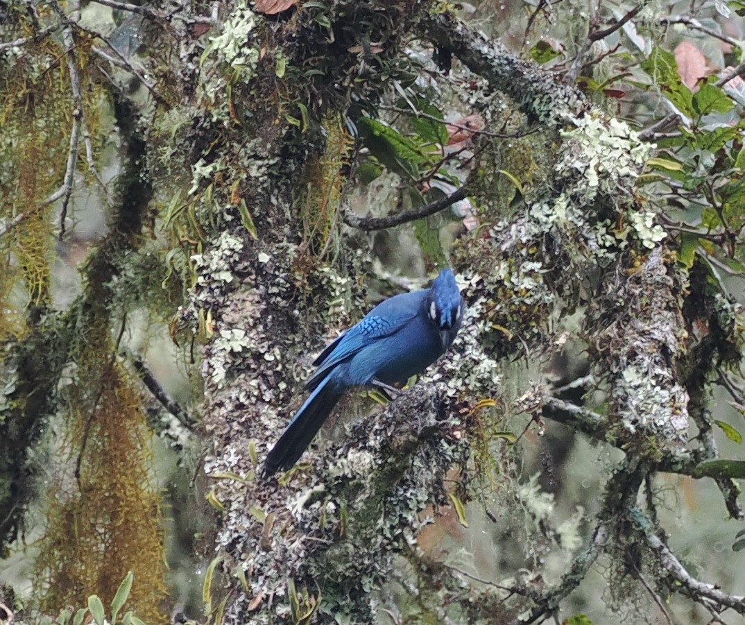 Steller's Jay (Middle American) - ML614135791