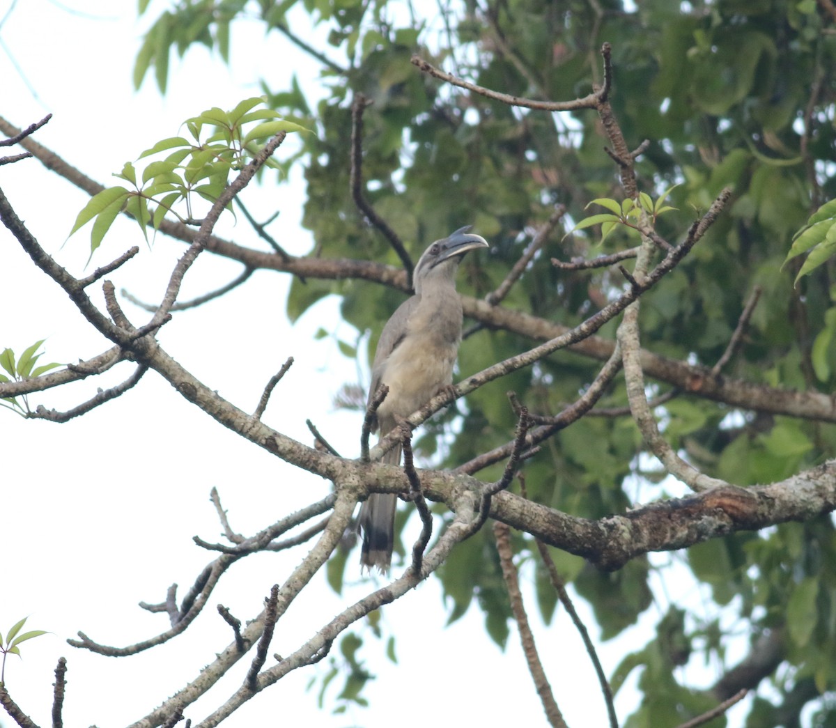 Indian Gray Hornbill - ML614136044