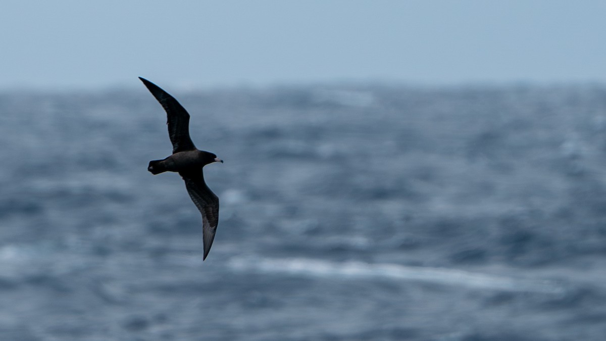 Flesh-footed Shearwater - ML614136095