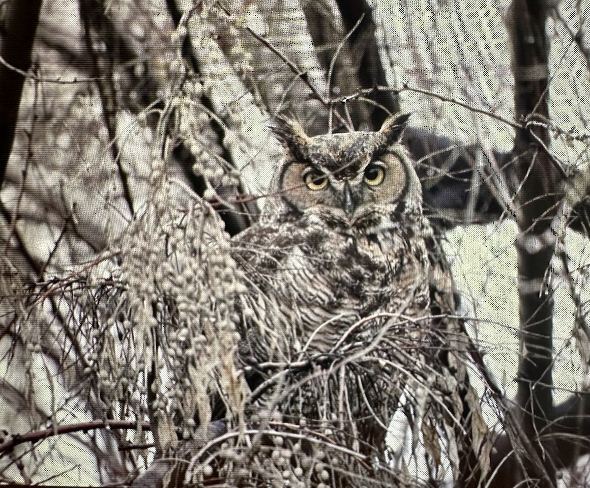 Great Horned Owl - ML614136102