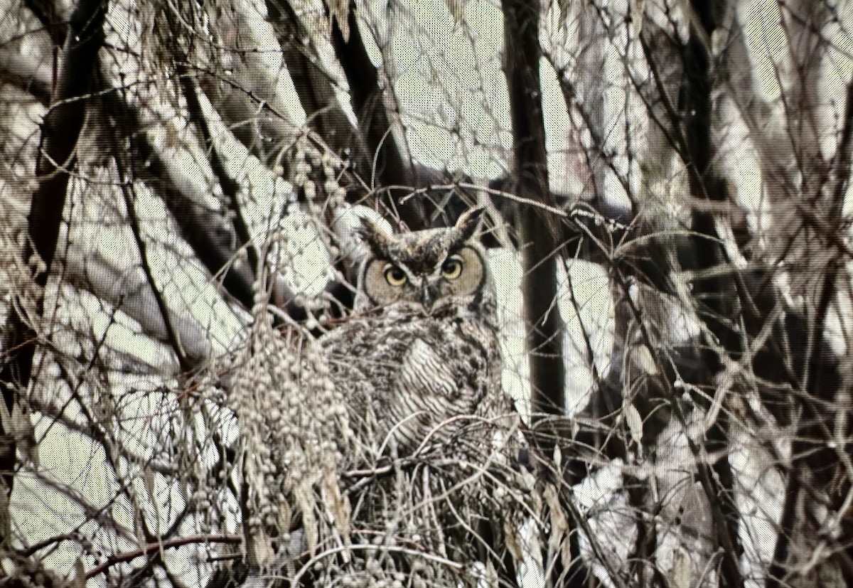 Great Horned Owl - ML614136108