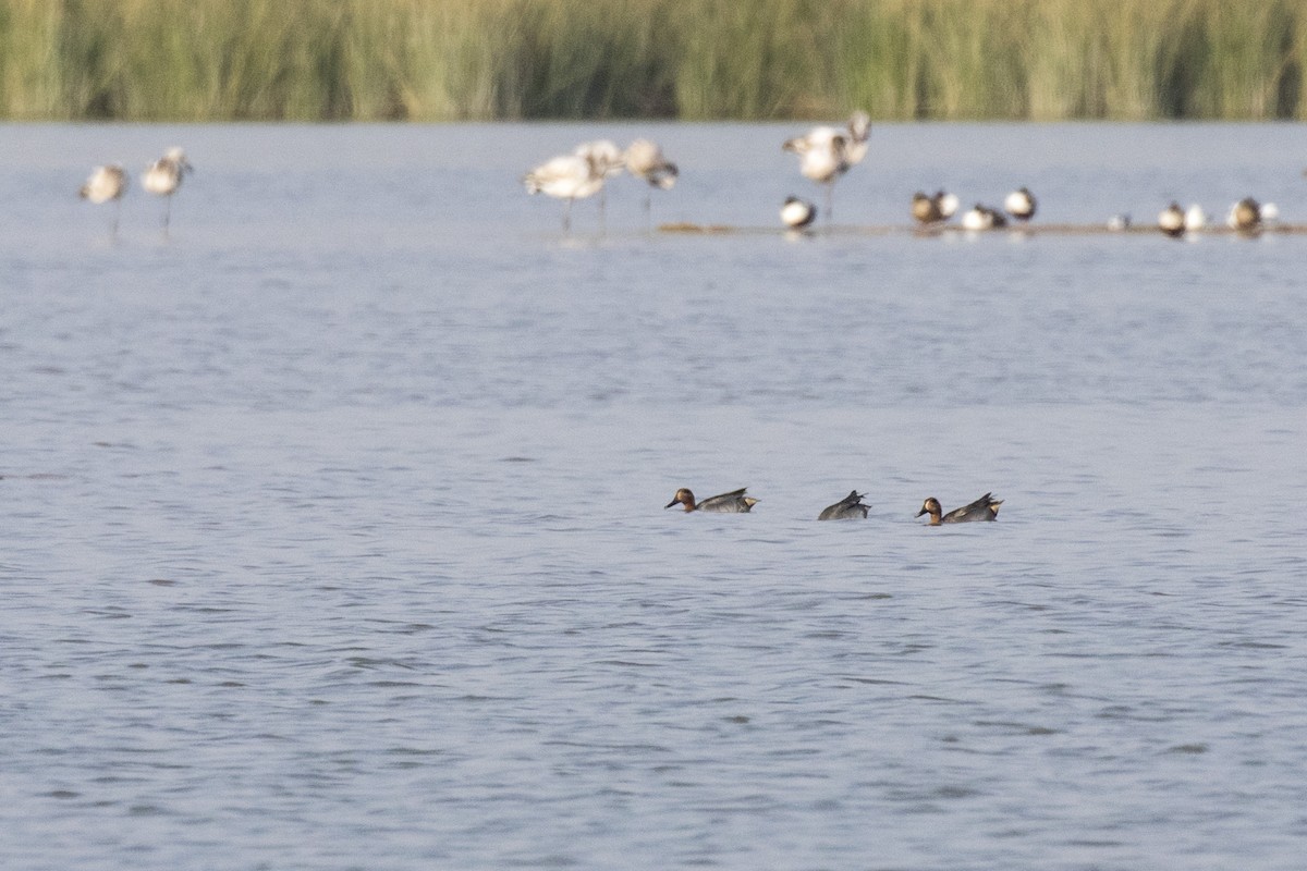 EBird India Checklist 25 Jan 2024 Babe Rann Of Kachchh Bajana Creek 20 Species