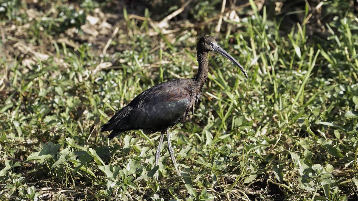 ibis hnědý - ML614136844
