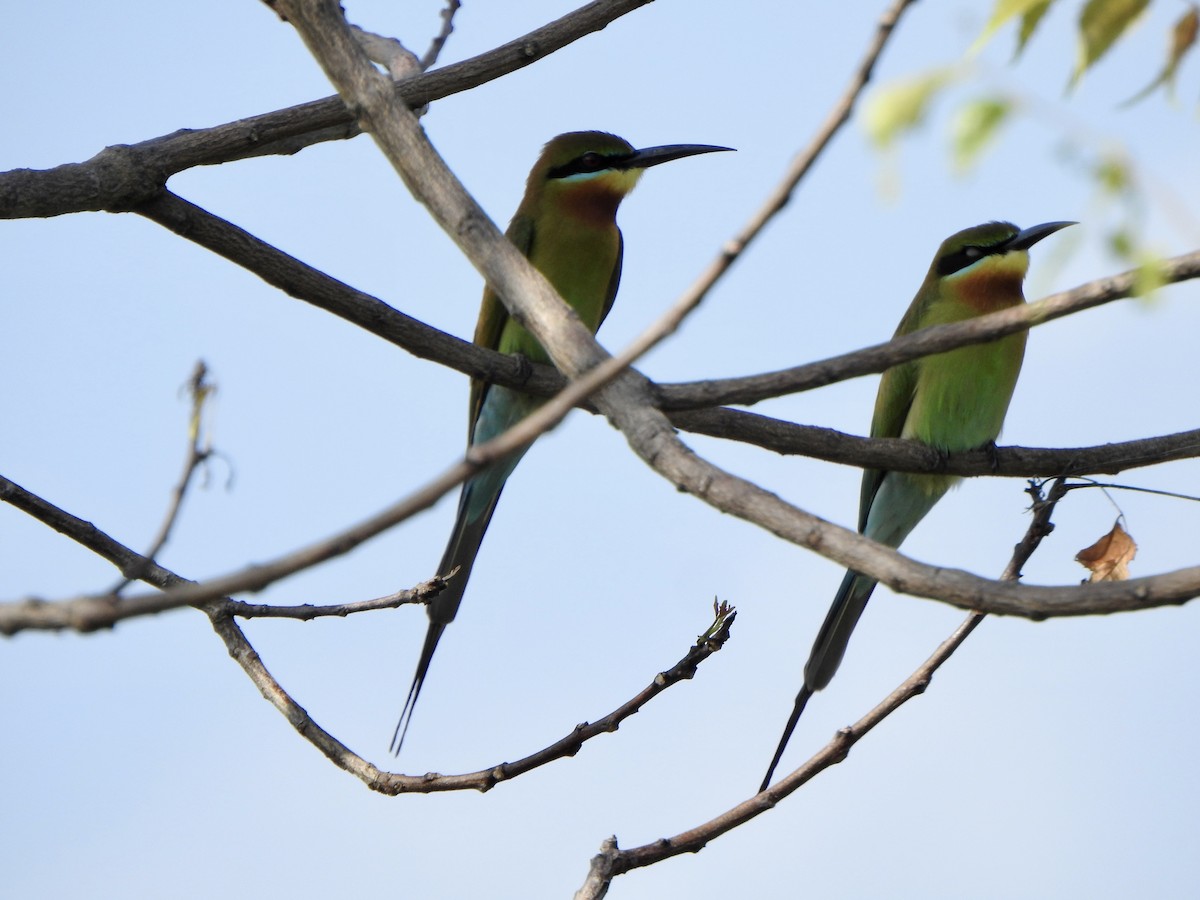 Blue-tailed Bee-eater - suska kocis