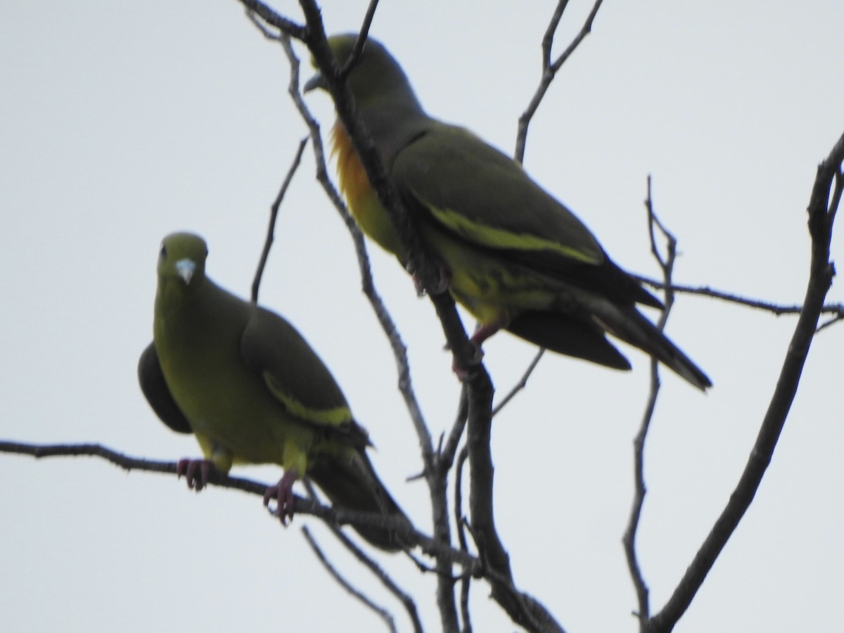 Orange-breasted Green-Pigeon - suska kocis