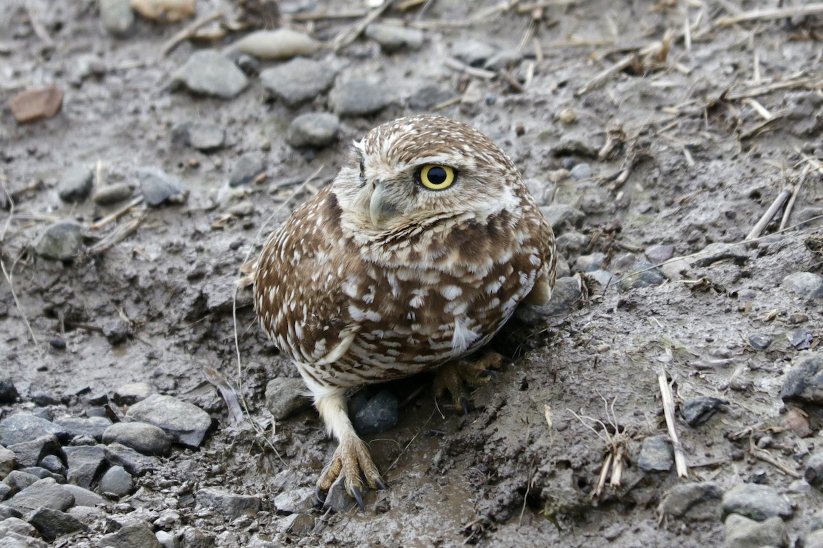 Burrowing Owl - ML614137236