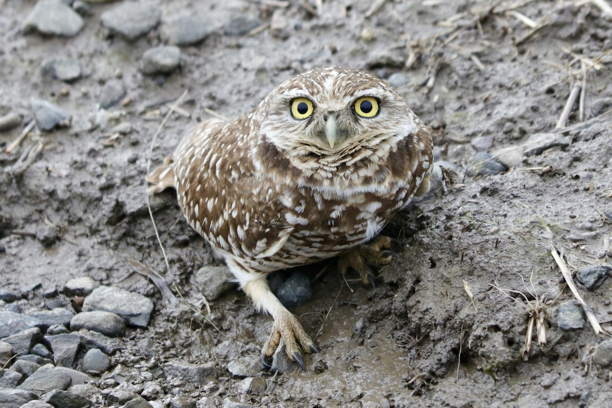Burrowing Owl - ML614137237