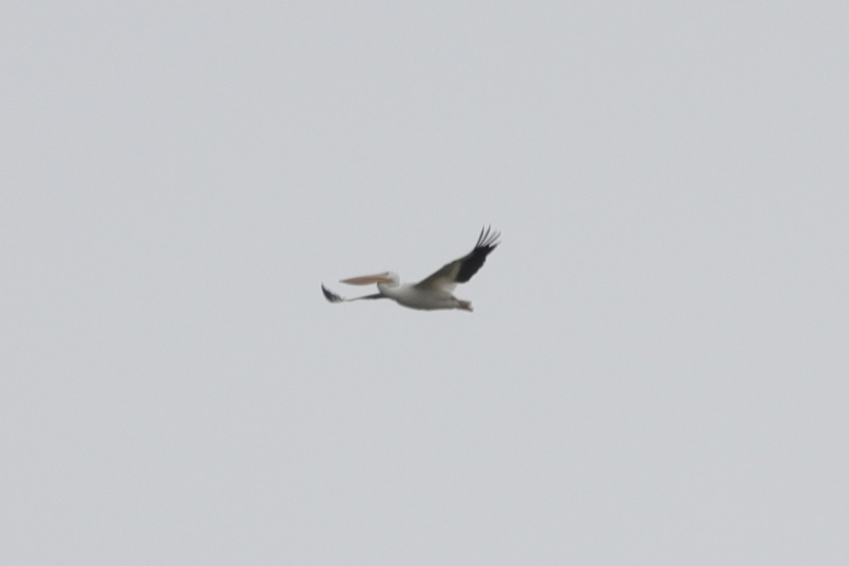 American White Pelican - ML614137242