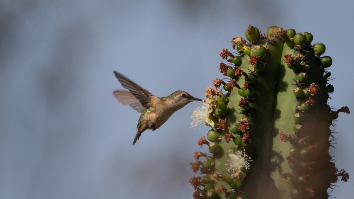 Beautiful Hummingbird - ML614137245