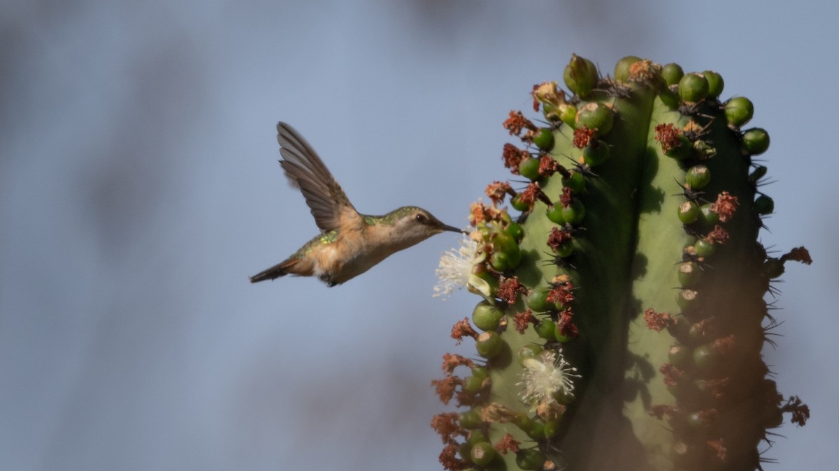 Beautiful Hummingbird - ML614137246