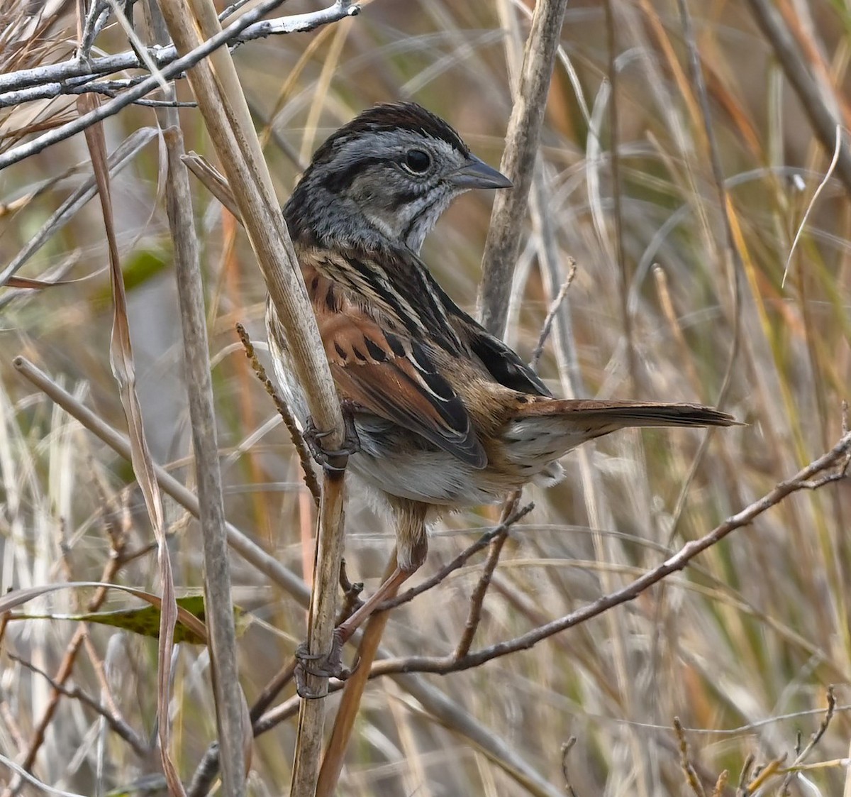 Swamp Sparrow - Ann Stinely