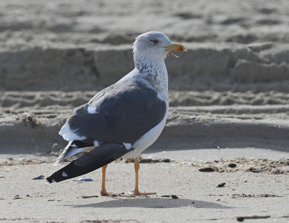 Lesser Black-backed Gull - Ann Stinely