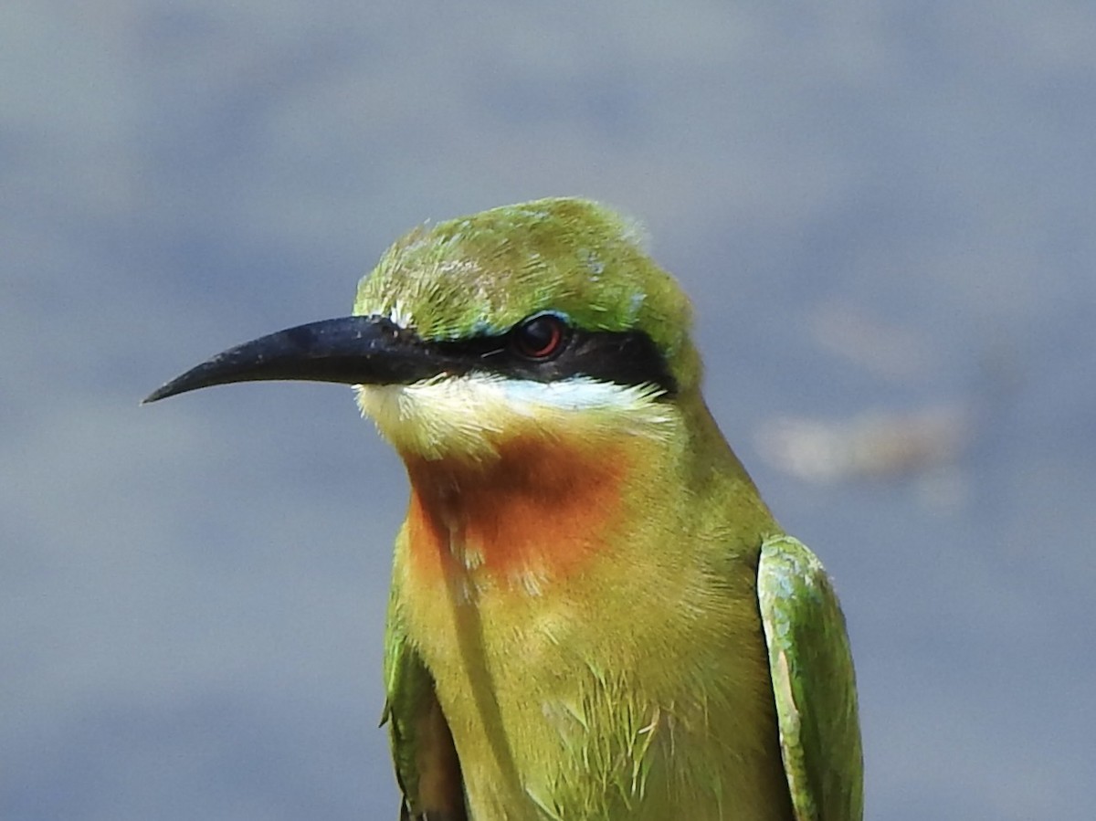 Blue-tailed Bee-eater - ML614137442