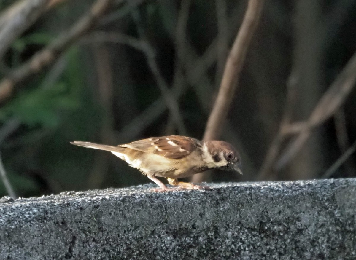 Eurasian Tree Sparrow - ML614137672