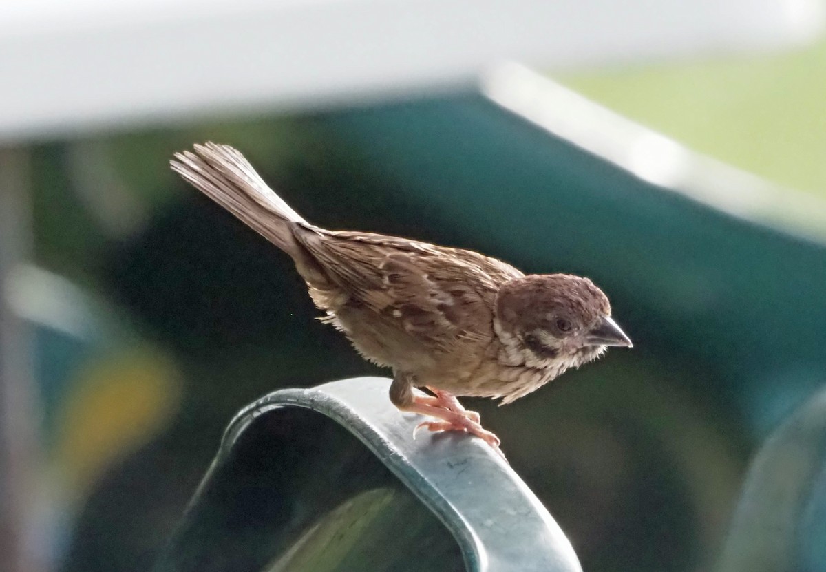 Eurasian Tree Sparrow - ML614137673
