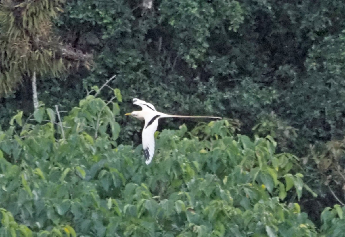 Weißschwanz-Tropikvogel (fulvus) - ML614137679