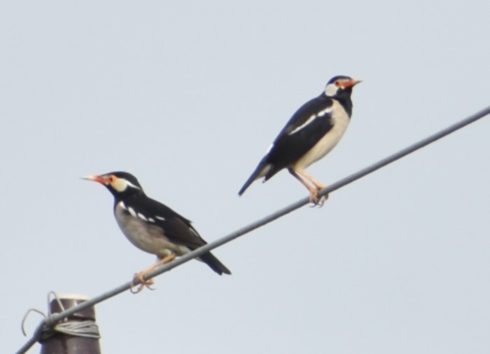 Indian Pied Starling - ML614137773