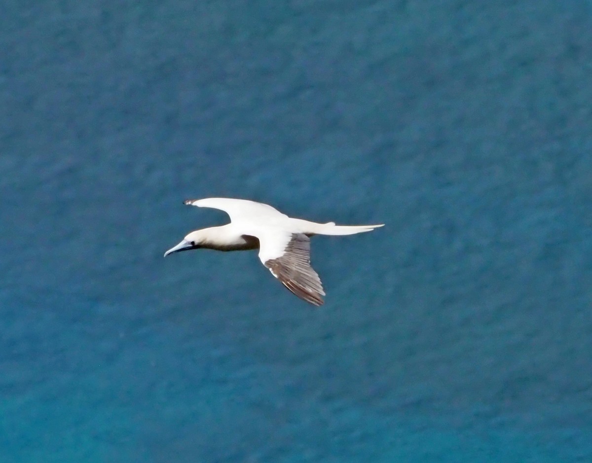 Red-footed Booby - ML614138134