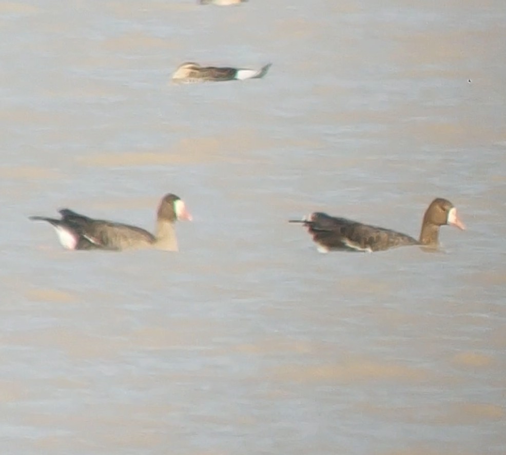 Greater White-fronted Goose - ML614138149