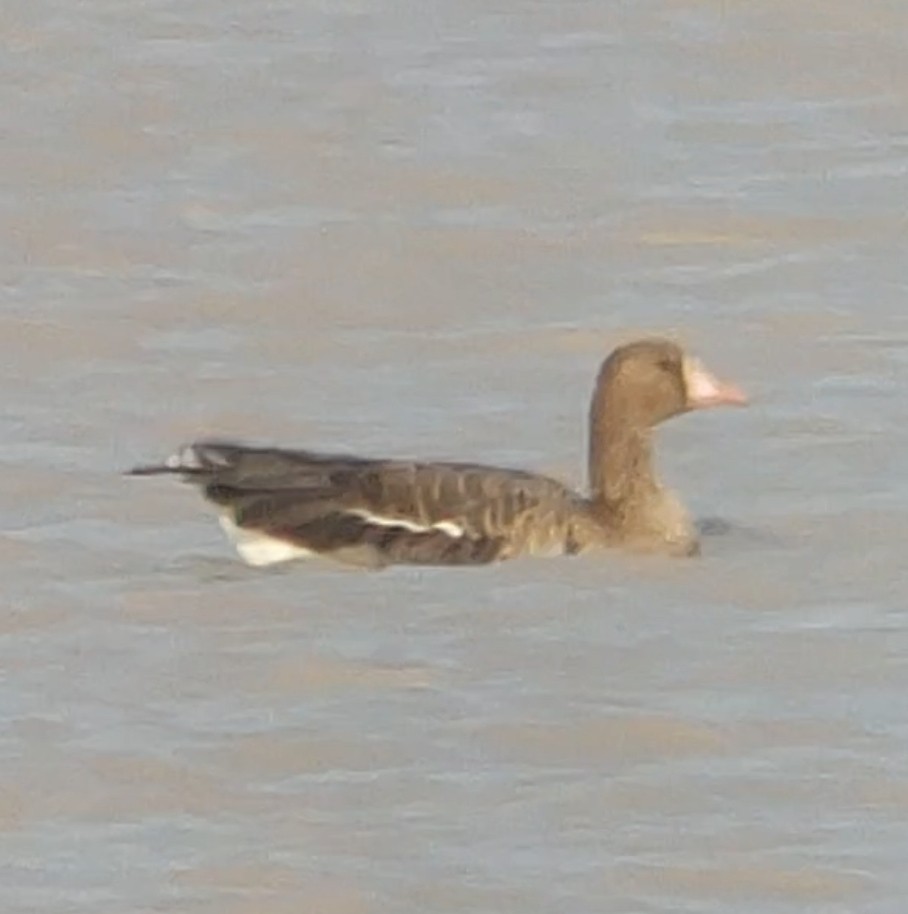 Greater White-fronted Goose - ML614138150