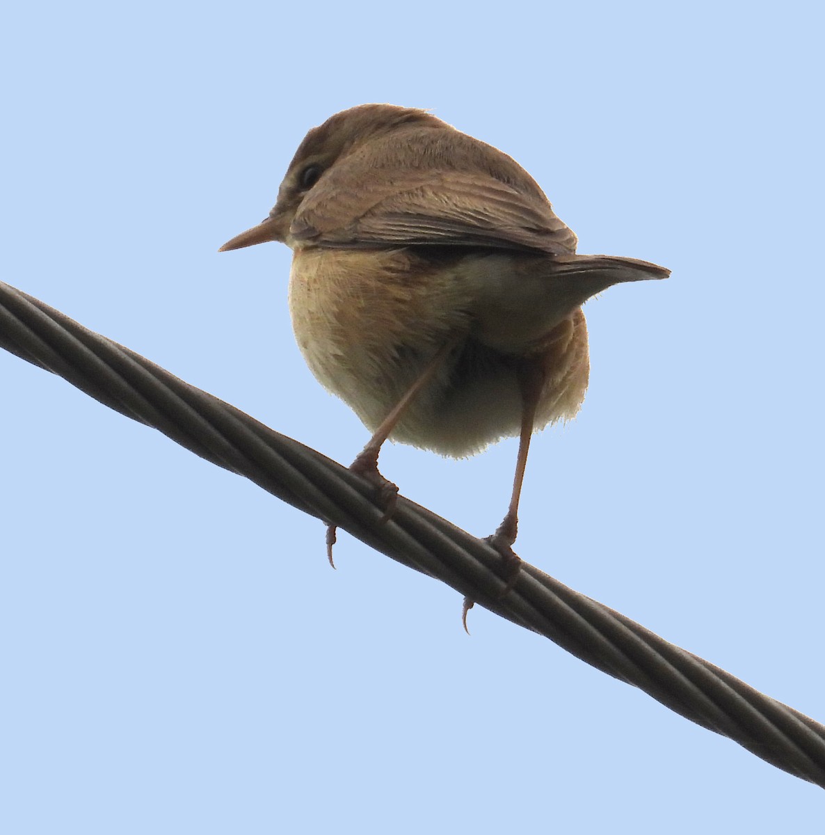 Booted Warbler - ML614138369