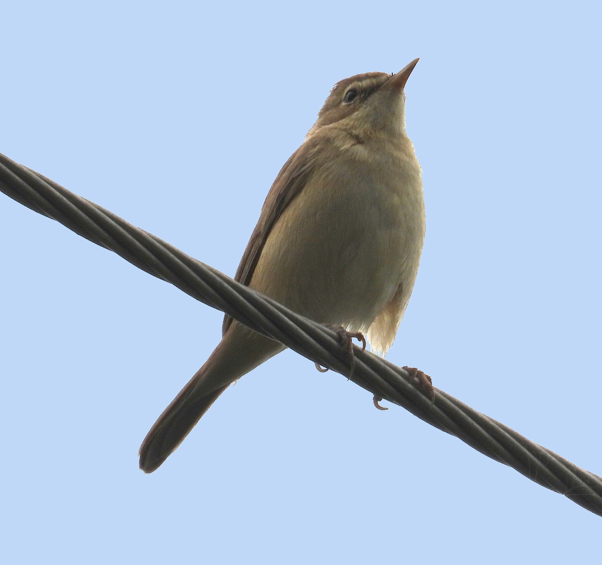 Booted Warbler - ML614138370