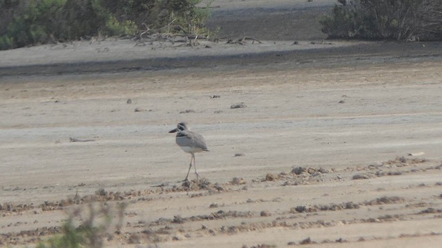 Great Thick-knee - ML614139033