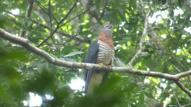 Red-chested Cuckoo - ML614139088