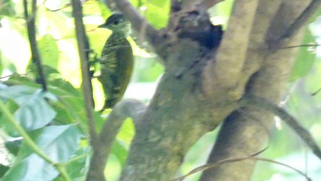 Buff-spotted Woodpecker - ML614139172