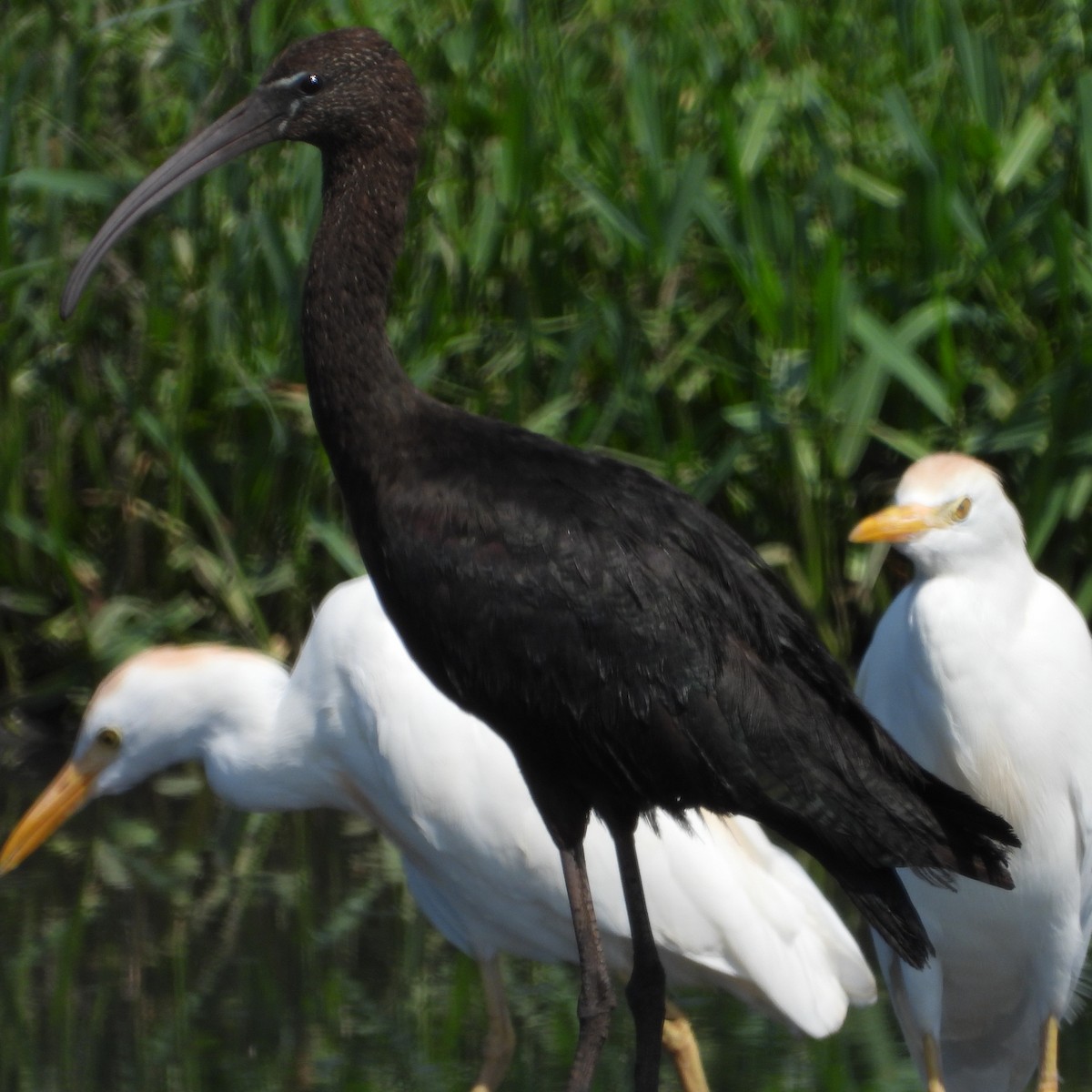 ibis hnědý - ML614139188