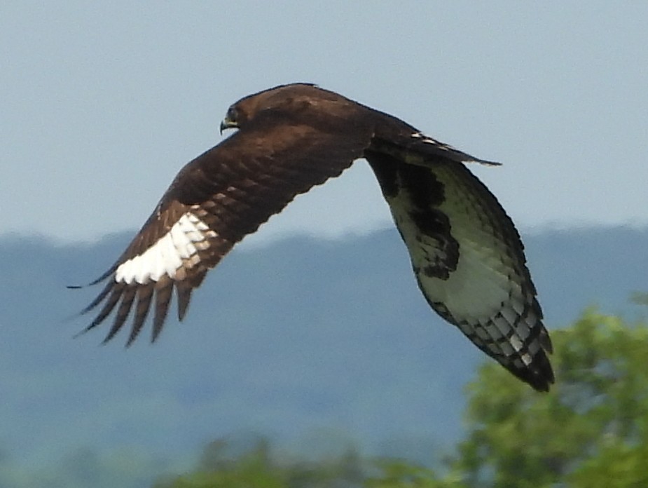 Long-crested Eagle - ML614139189