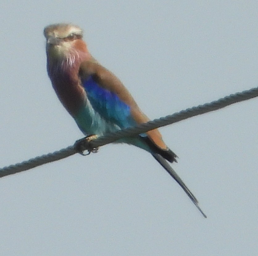 Lilac-breasted Roller - Timothy Whitehead