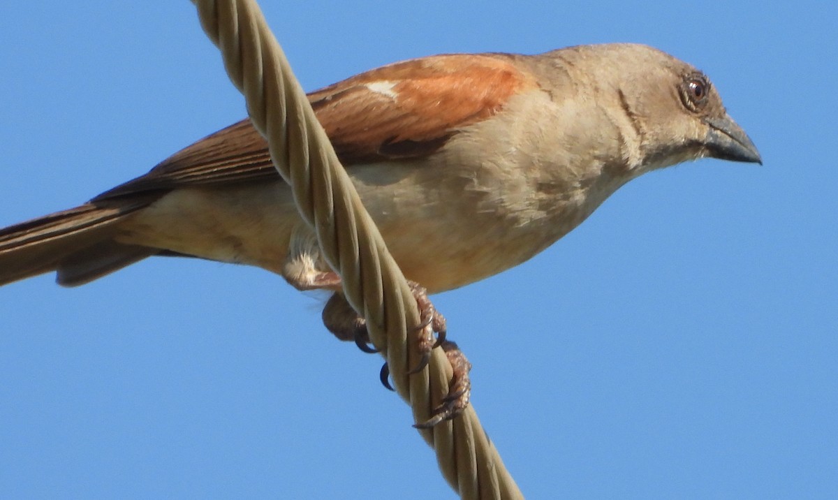 Northern Gray-headed Sparrow - ML614139214