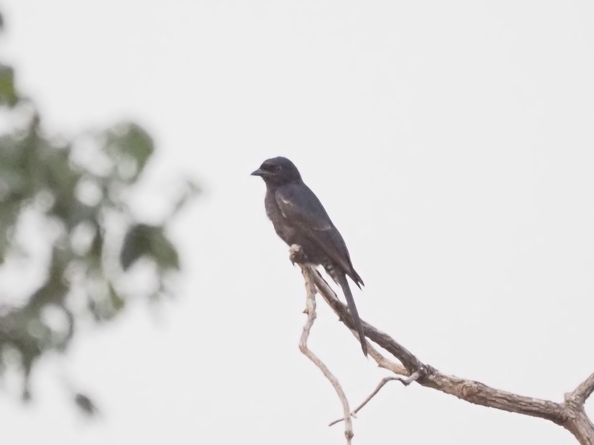 Fork-tailed Drongo (Glossy-backed) - Guillermo Parral Aguilar