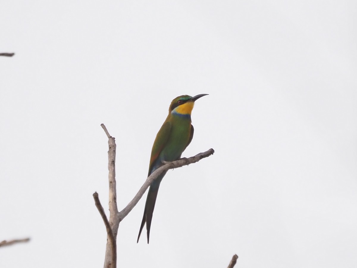 Swallow-tailed Bee-eater - ML614139516