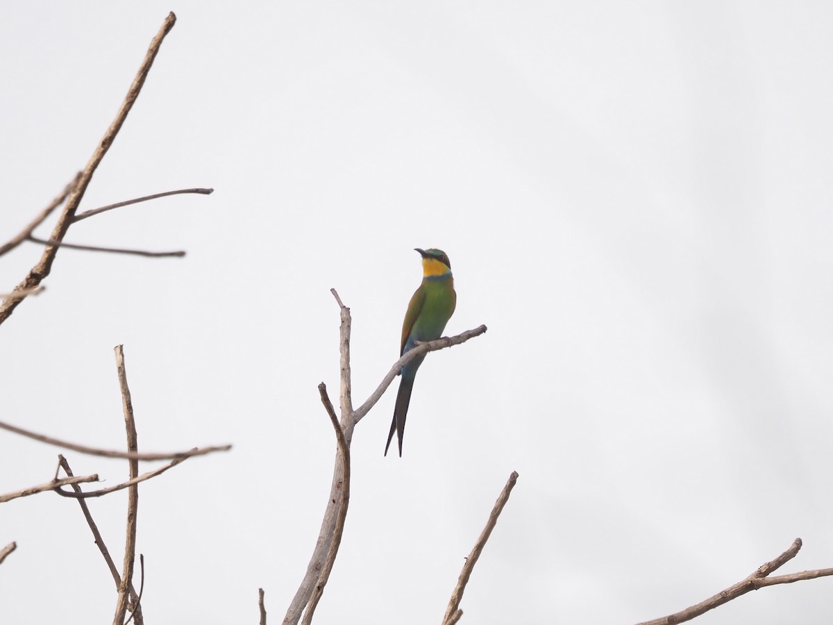 Swallow-tailed Bee-eater - Guillermo Parral Aguilar
