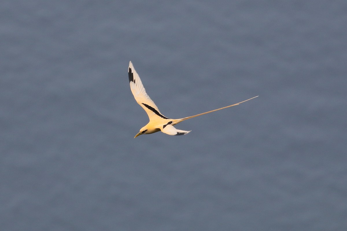 White-tailed Tropicbird (Golden) - ML614139818