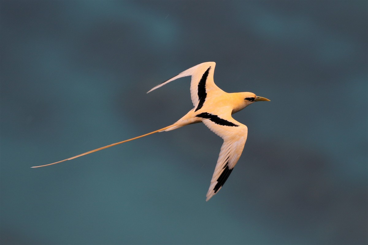 White-tailed Tropicbird (Golden) - ML614139819