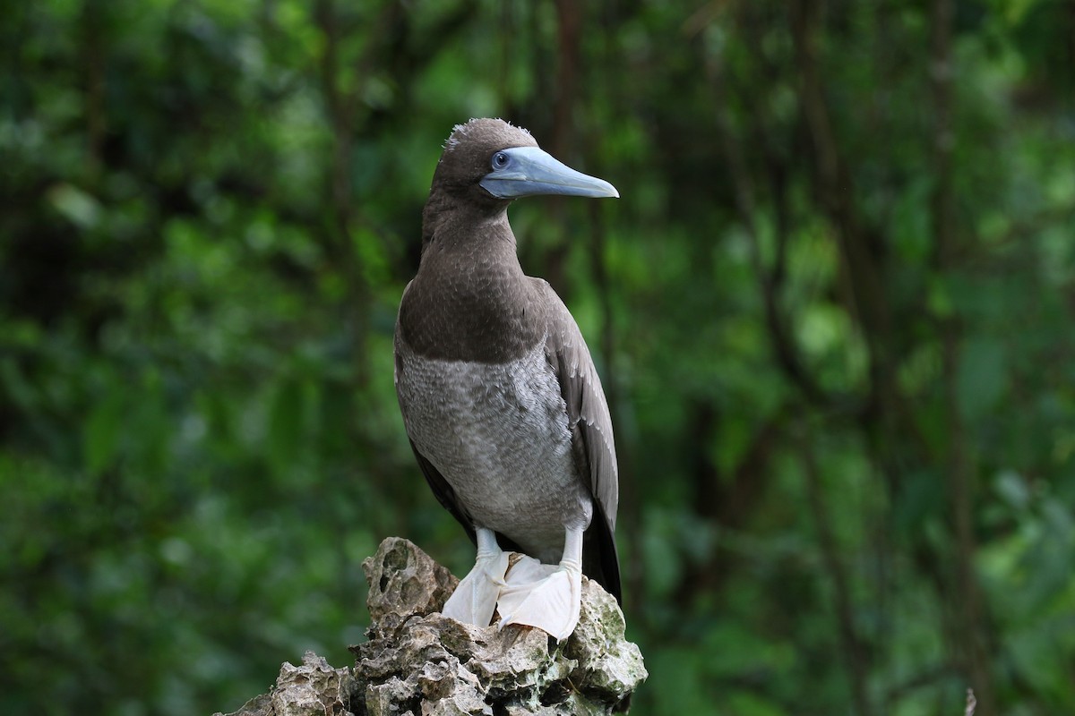 Brown Booby - ML614139828