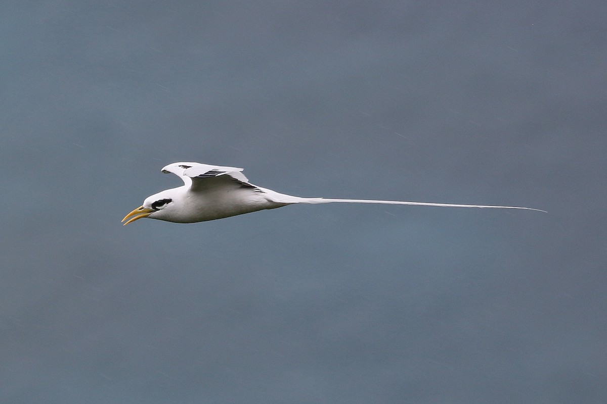 White-tailed Tropicbird - ML614139953