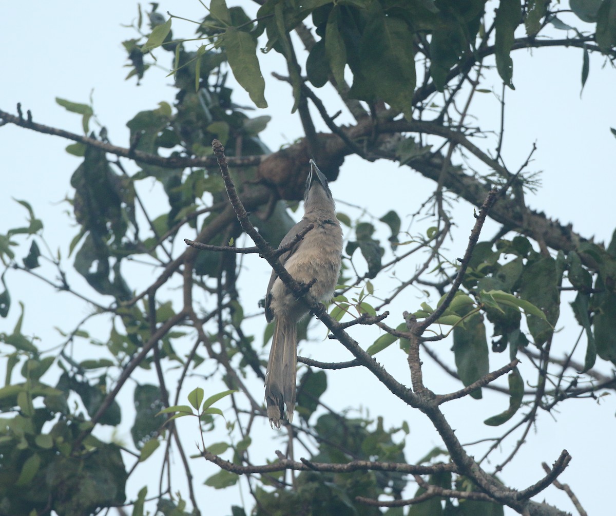 Indian Gray Hornbill - ML614139999