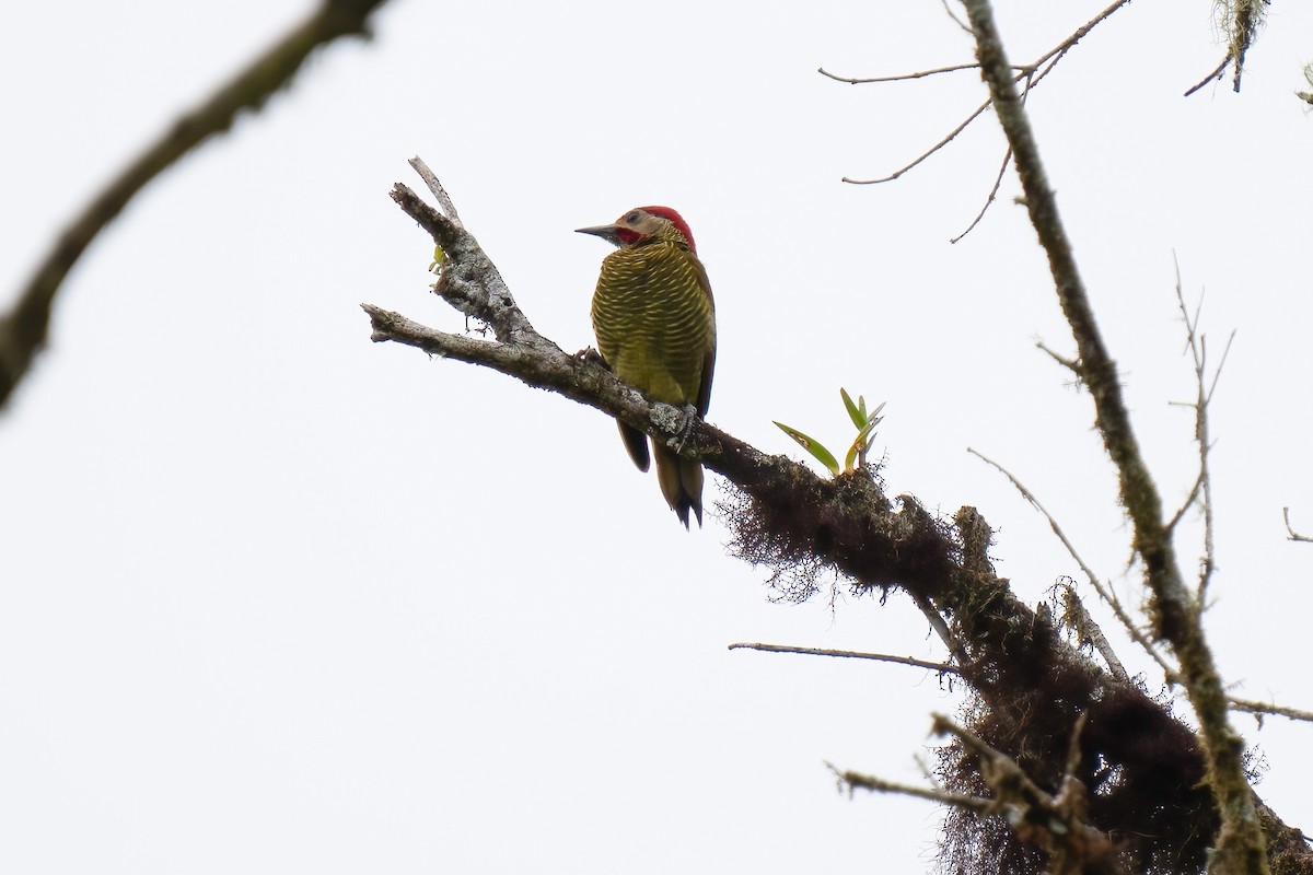 Golden-olive Woodpecker - ML614140150